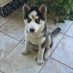 Meet your Posher, Sam